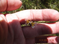 Xyris platylepis