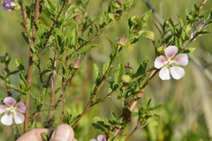 Anisodontea scabrosa