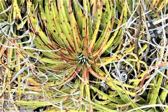 Hechtia texensis