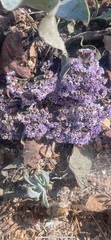 Limonium sinuatum