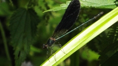 Calopteryx haemorrhoidalis