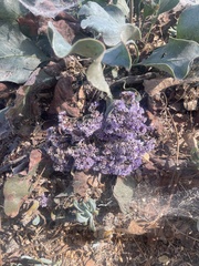 Limonium sinuatum