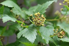 Physocarpus opulifolius