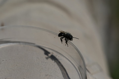 Megachilinae