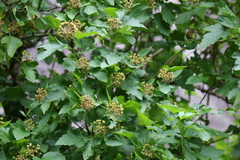 Physocarpus opulifolius