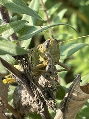 Melanoplus