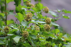 Physocarpus opulifolius