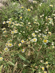 Erigeron strigosus