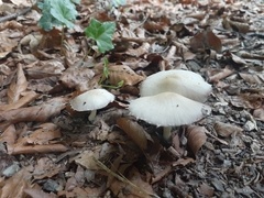 Lepiota clypeolaria
