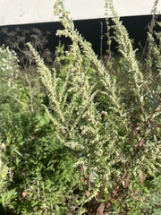 Artemisia vulgaris