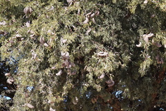 Vachellia erioloba