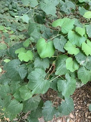 Vitis californica