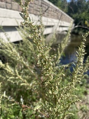 Artemisia vulgaris
