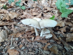 Lepiota clypeolaria
