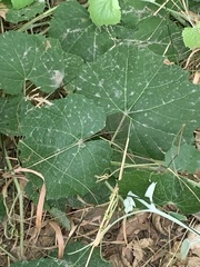 Vitis californica