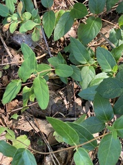 Lonicera japonica
