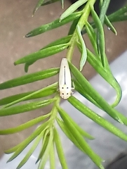 Cicadellidae