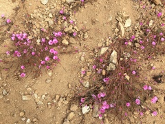 Clarkia rubicunda