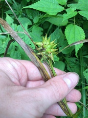 Carex grayi