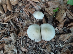Lepiota clypeolaria