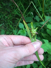 Carex grayi