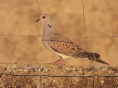Streptopelia turtur