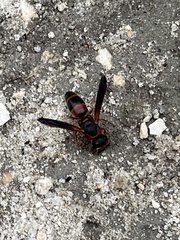 Pachodynerus erynnis