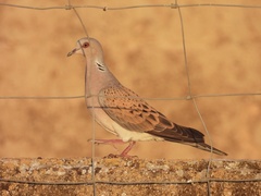 Streptopelia turtur