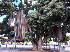 Metrosideros tomentosa