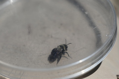 Melandrena