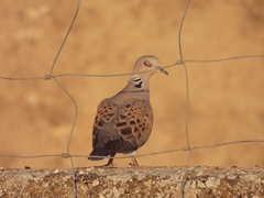 Streptopelia turtur
