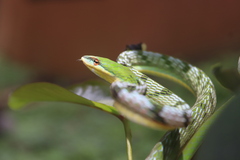 Ahaetulla