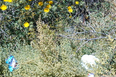 Berkheya spinosissima