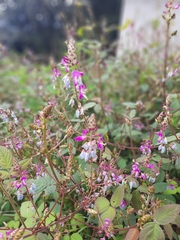 Desmodium pringlei