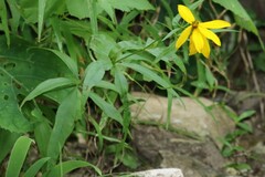 Coreopsis major