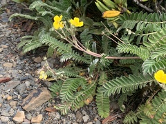 Argentina tugitakensis