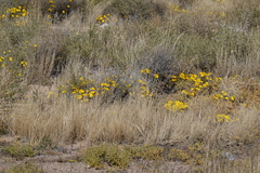 Gazania lichtensteinii