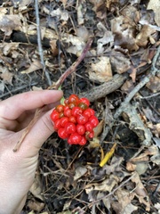 Arisaema triphyllum