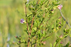Anisodontea scabrosa