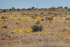Gazania lichtensteinii