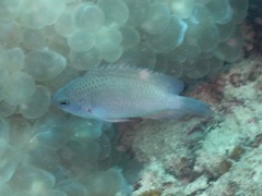 Pomacentrus azuremaculatus