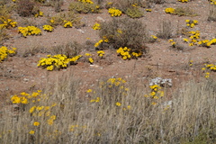 Gazania lichtensteinii