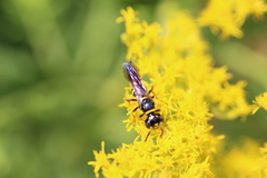 Philanthus gibbosus