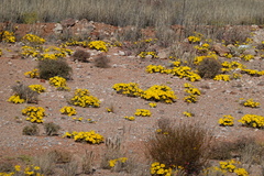 Gazania lichtensteinii