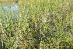 Anisodontea scabrosa