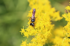 Philanthus gibbosus