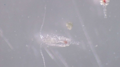 Copepoda