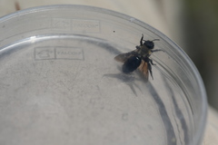 Andrena carlini