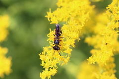 Philanthus gibbosus