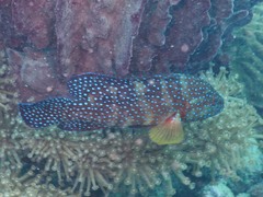 Cephalopholis miniata